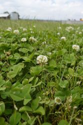 Clover paddocks